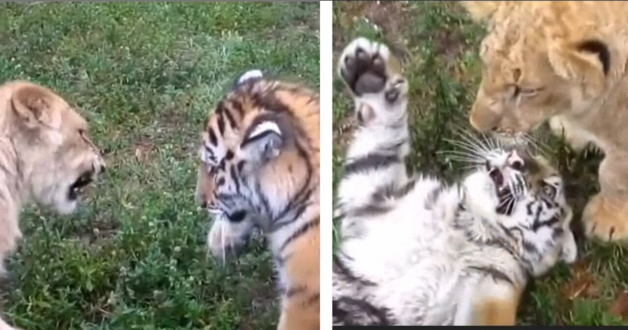 Incredible friendship between a tiger and a lion