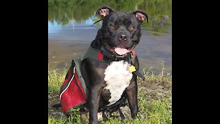 Listen To This Pit Bull Literally Squeal For The Water Hose