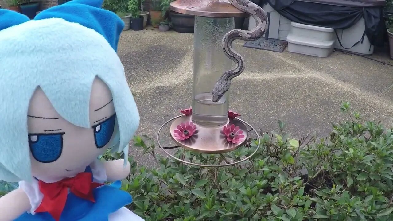 Herping fumo - Snake edition