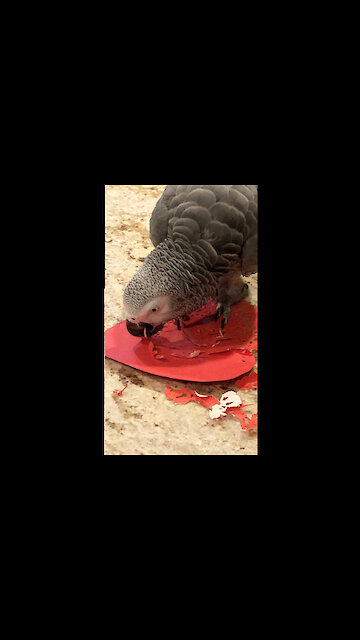 Creative parrot makes a very special Valentine