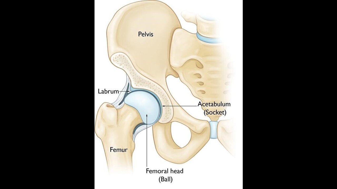 "Unlocking Mobility: Exploring the Anatomy and Health of the Hip Joint"