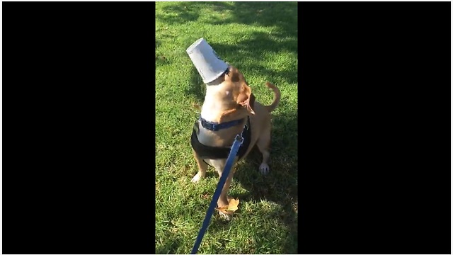 Dog needs no assistance drinking his Starbucks puppuccino