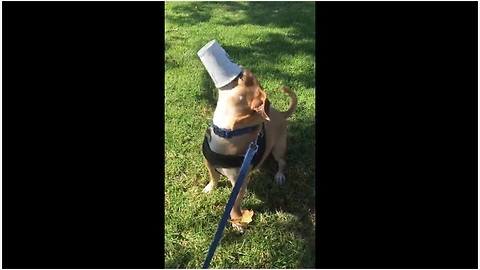 Dog needs no assistance drinking his Starbucks puppuccino