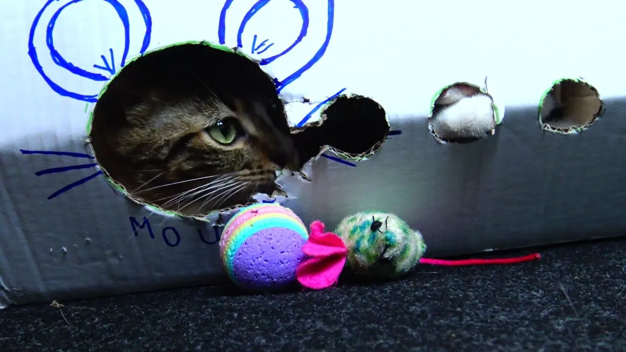 Kitten Rudolph Eats out of His House