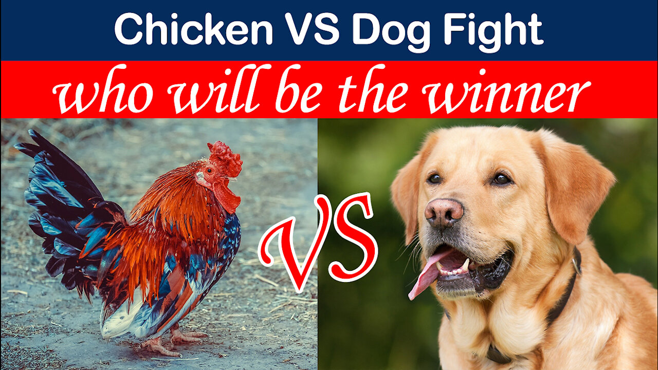 Funny Chicken VS Dog Fight - Funny Dog Fight Videos