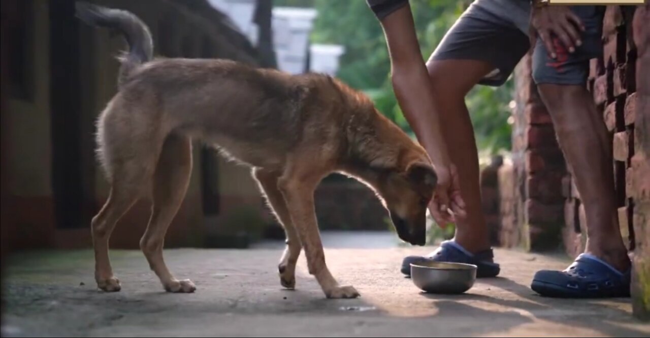 How to get my Dog to eat new food | Train Dog to eat