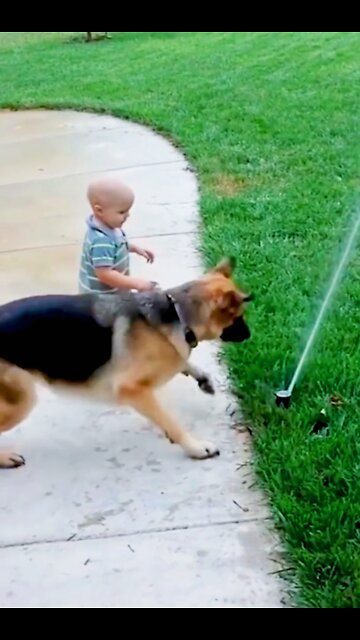 Dog and Baby Playing with Fountain 2022 - Funny Dog Videos 🐾