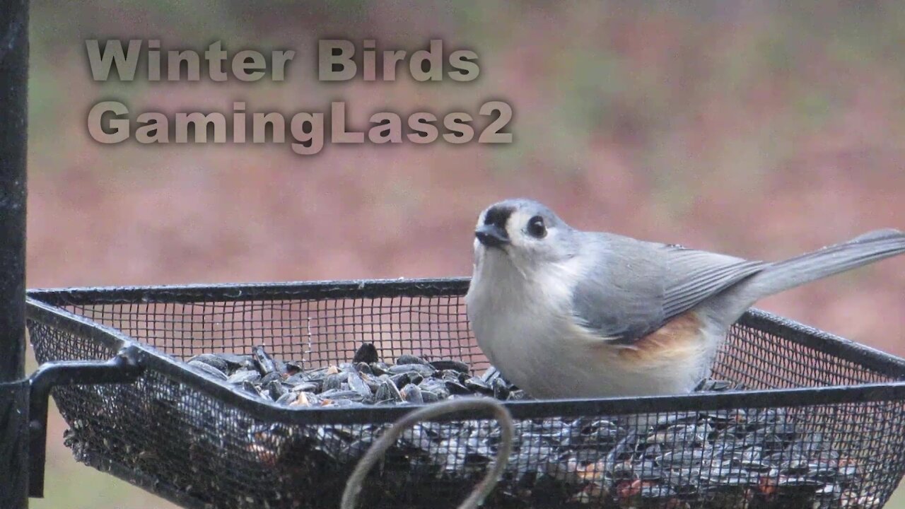 Calming Winter Birds Ep 1