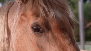 'There’s no limit to what you can do'; Saint Johns woman starts equine therapy business