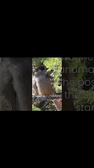 How do birds navigate during migration?