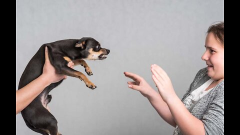 How To Make Dog Fully Aggressive Within A Week With Few Simple Tips