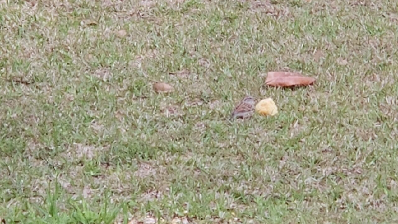 Finch having a late dinner