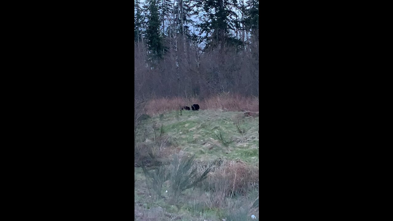 Two black bears appear on the highway高速公路惊現兩黑熊🐻