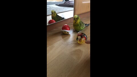 Budgie and Mirror