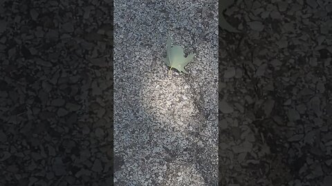 a leaf exciting right #shorts