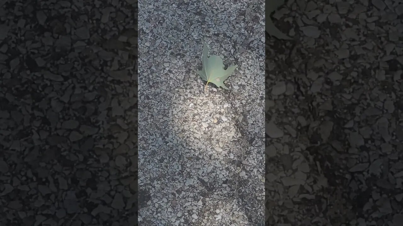 a leaf exciting right #shorts