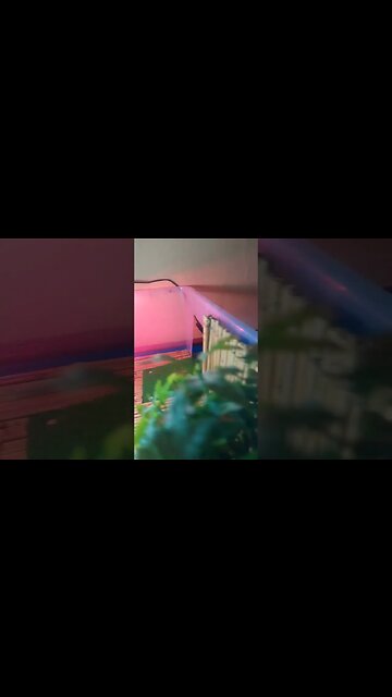 Spooked 👻 #pets #funny #turtle