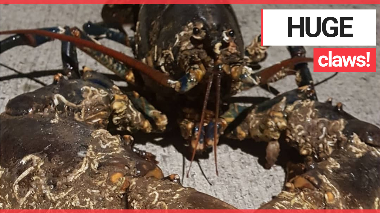 Man finds massive ancient lobster with a huge claw bigger than his own foot