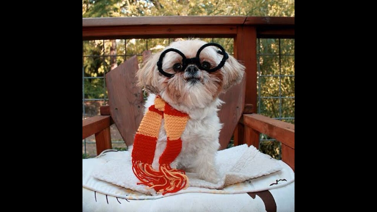Funny puppy amazing vidioπππ