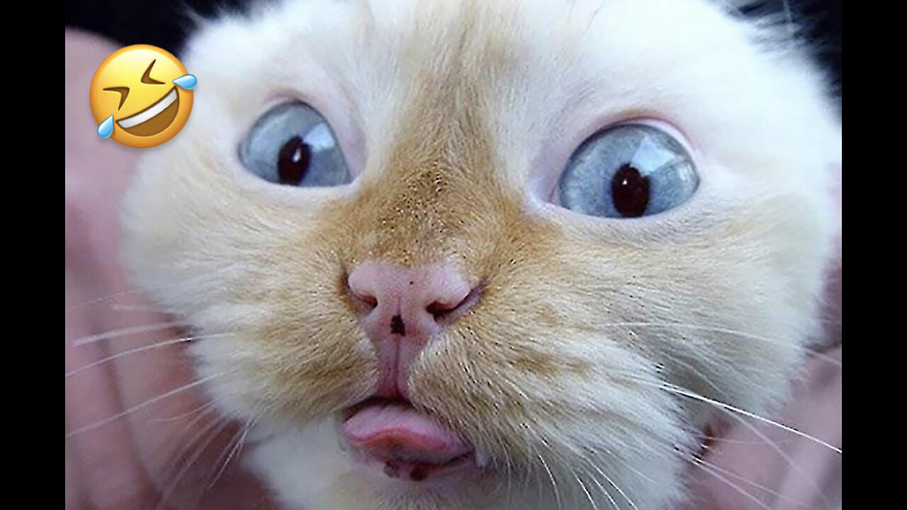 Cute And Funny Fur Babies!!! LOL