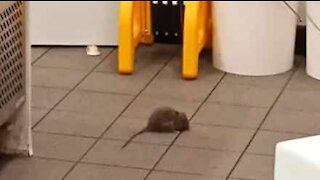 Huge rat shocks Wendy's Milk Bar customers