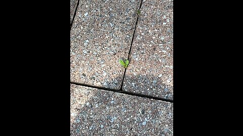 Weeds Suck