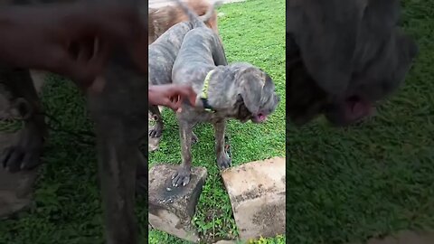 these adorable twin brindle bullmastiff sisters steal hearts at the park #shorts 🐾