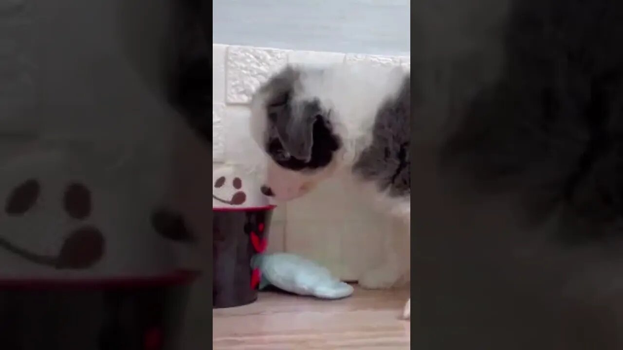 Funniest Cat and Dog Videos Compilation