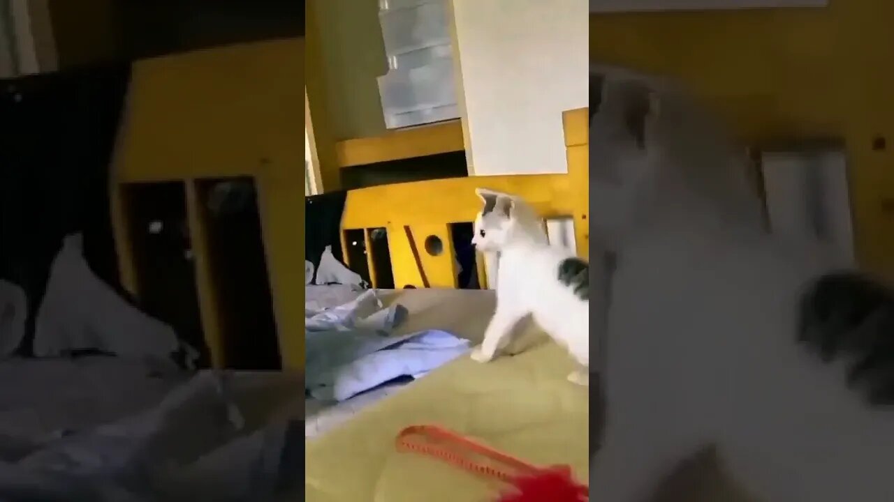 small kitten express her love to cat