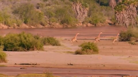 Mother Giraffe Kick Broken Lion Head Who Try To Eat Her Baby, Harsh Life of Wild Animals-17