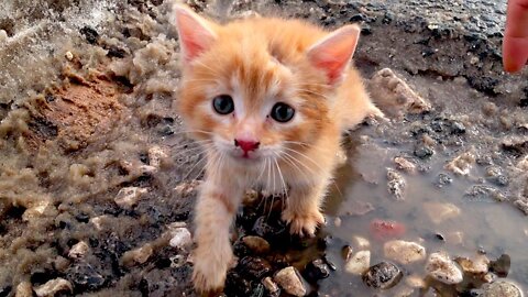 It's scary and cold here. adopt me dad, I will be a foster kitten.