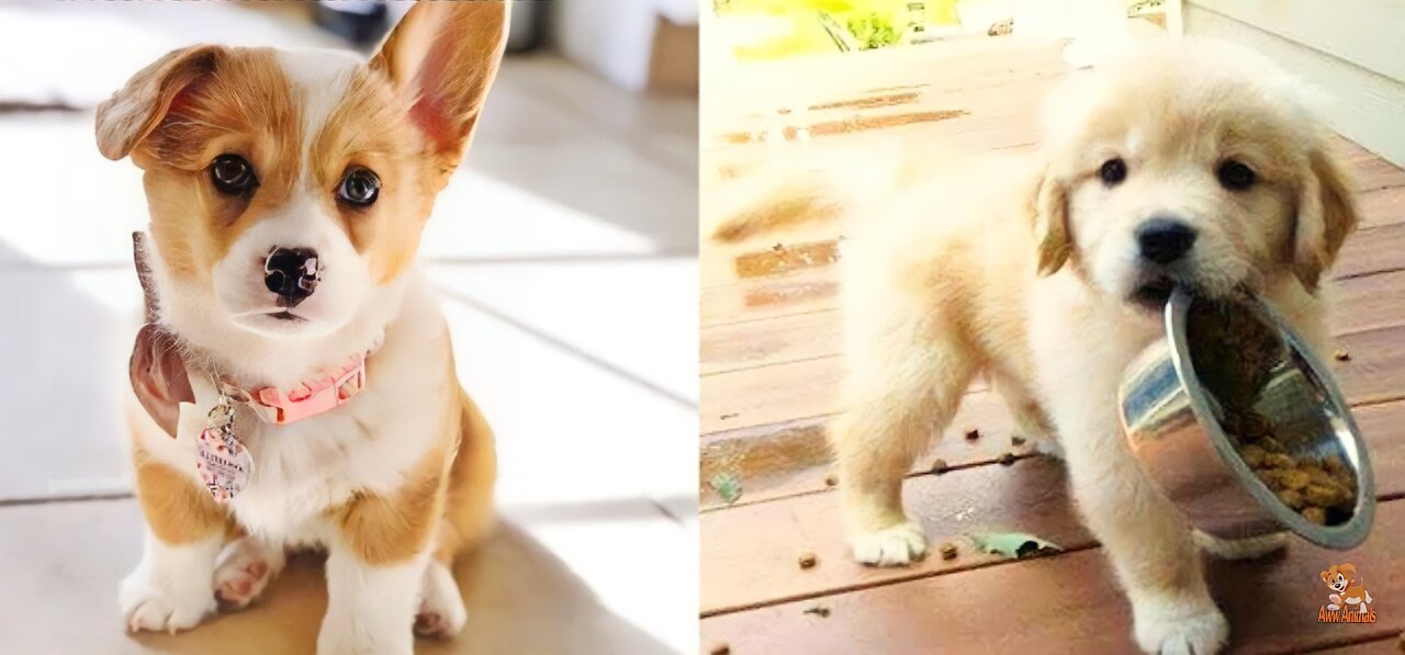 Cute and funny pups