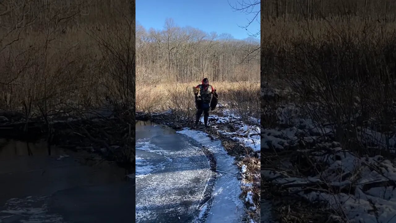 Great day on the line! #tapping #beavers #outdoordrive #beavertrapping