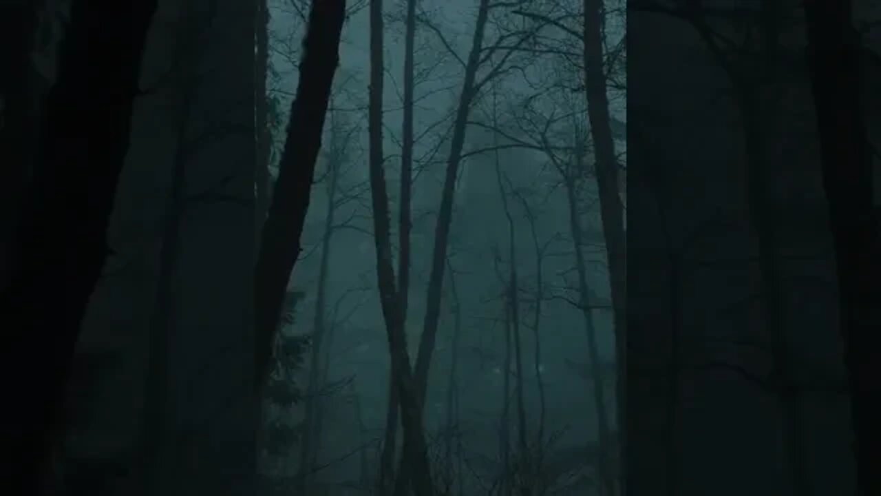 Foggy Forest tiktok outsidedave1196