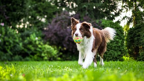 Dogs Playing and enjoy with Peoples Like a Friends