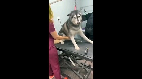 make you laugh animals-funny dogs & cats