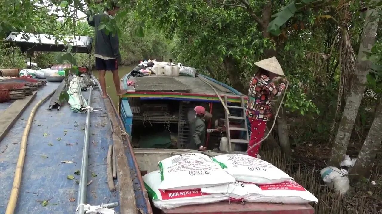 Duck song Một con Vịt Cận cảnh Vịt Đẻ chạy đồng xuống tàu Duck Put eggs on board Thanh Hoai KG 5