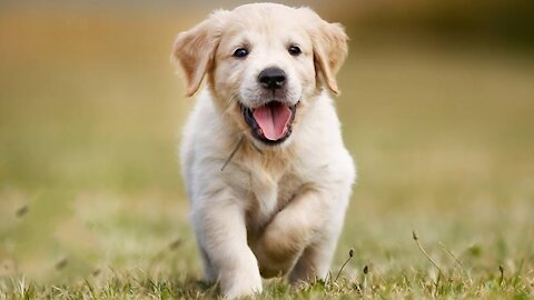 Beautiful Golden Retriever Puppies - The Cutest Compilation Video.