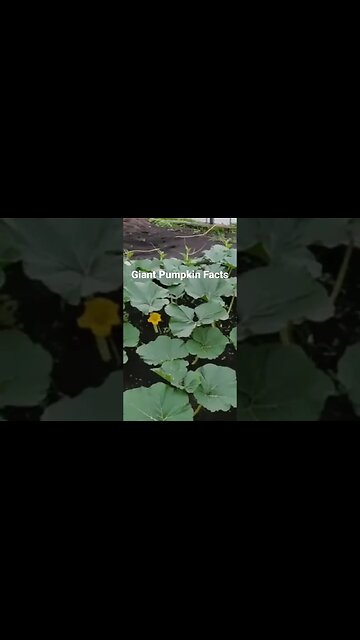 Milking Pumpkins #giantpumpkin #giant #giantfruits #garden