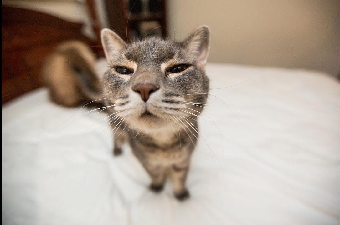 Funny Cats Compilation (Most Popular) Part 1