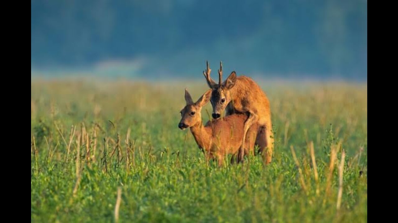 Deer mating