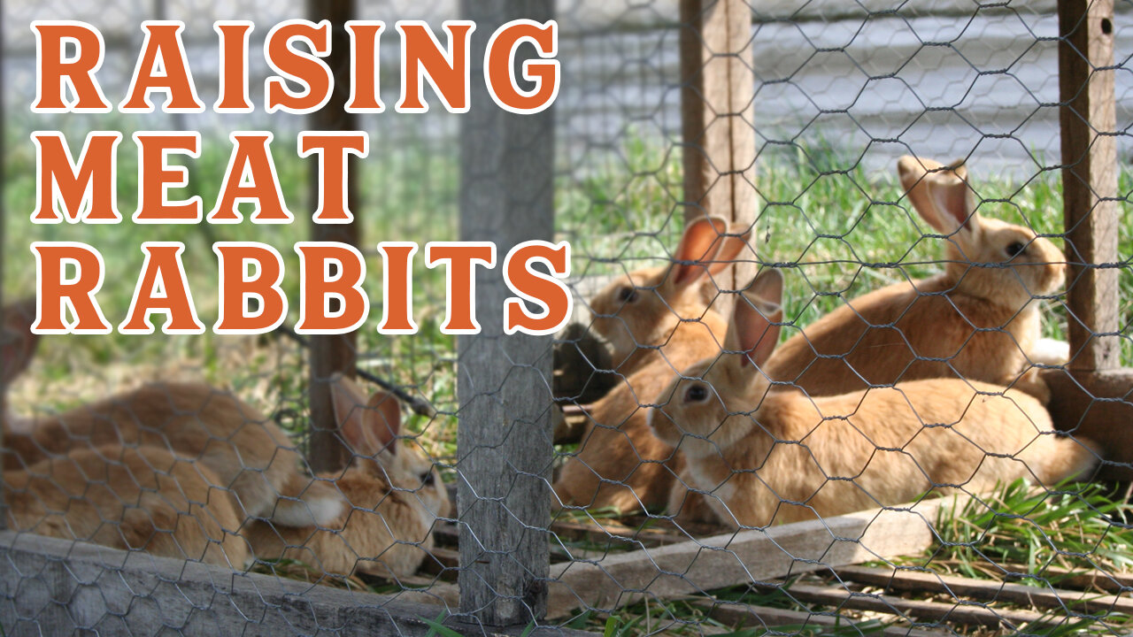 Raising Rabbits for Meat... Is It Feasible? (Pantry Chat with Daniel Salatin)