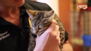 Pet Patrol|Morning Blend