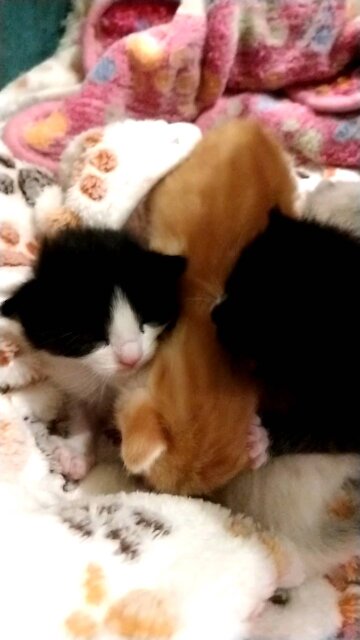 Bath time for baby kittens!