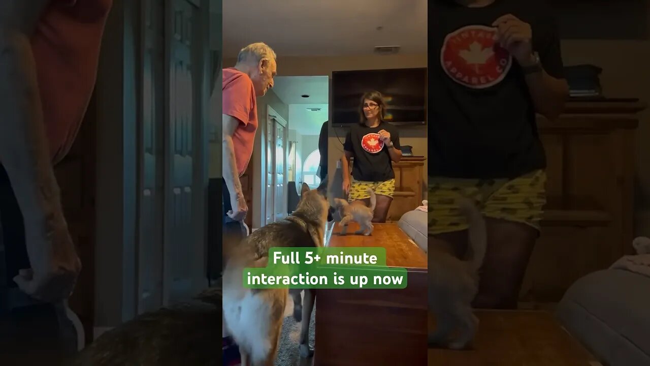 Kitten Plays With German Shepherd! 😁