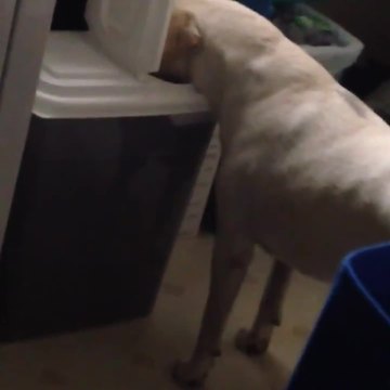 Dog Caught Red-Handed Stealing Food
