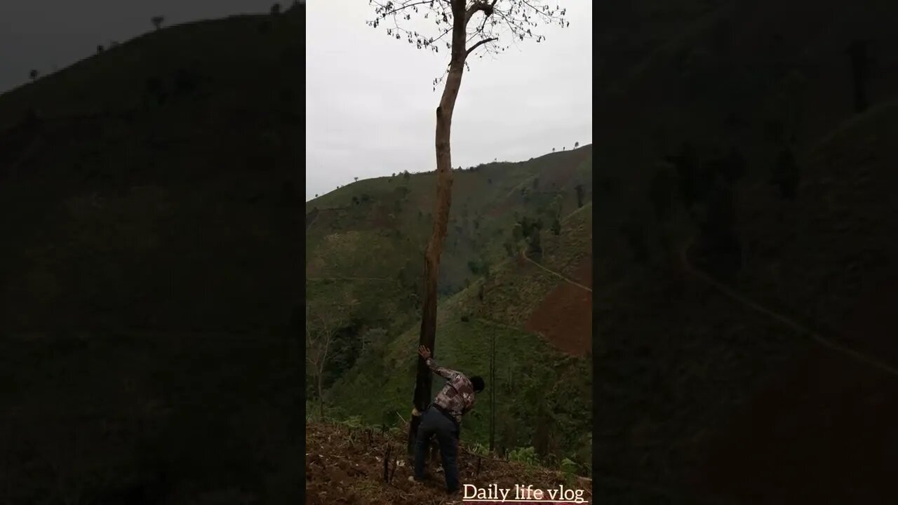 oh my god he cut down trees to make cassava