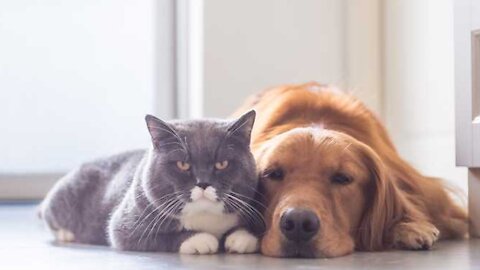 How to train your dog to leave your cat alone | How to teach your dog and cat to get along