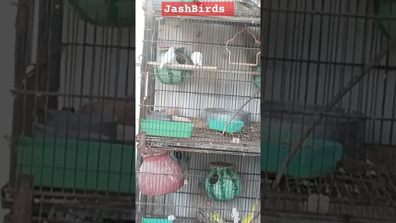 Happy Java Jumping #viral #petbird