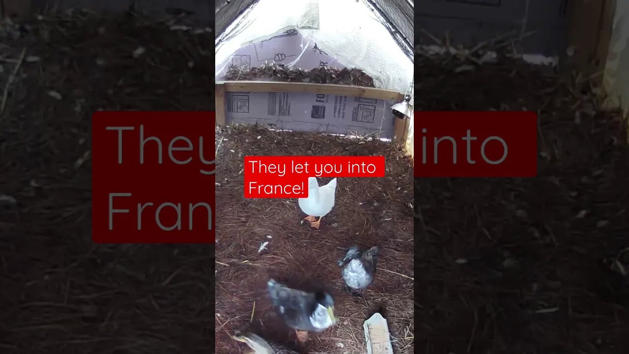 I Check In On the Duck Mafia #shortsfeed